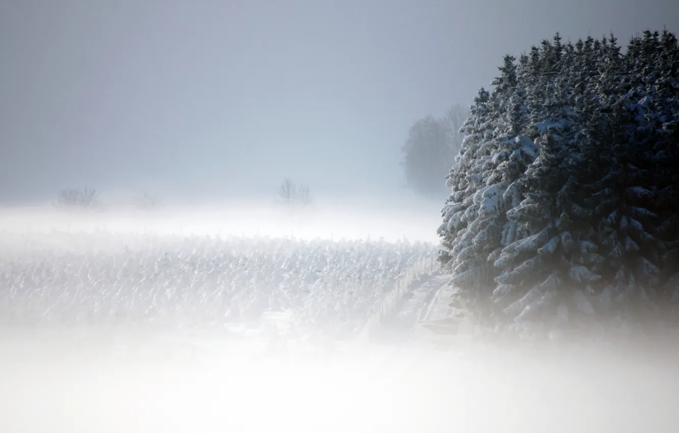 Photo wallpaper snow, landscape, fog