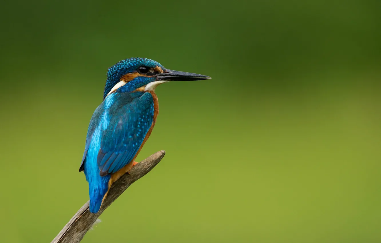 Photo wallpaper branches, bird, Kingfisher, angler