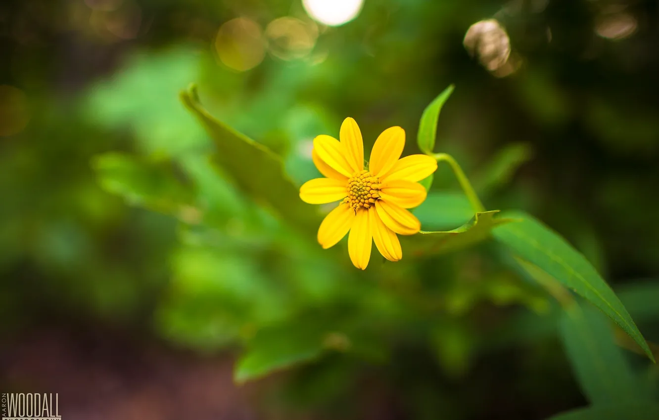 Photo wallpaper flower, yellow, stem, photographer, Aaron Woodall