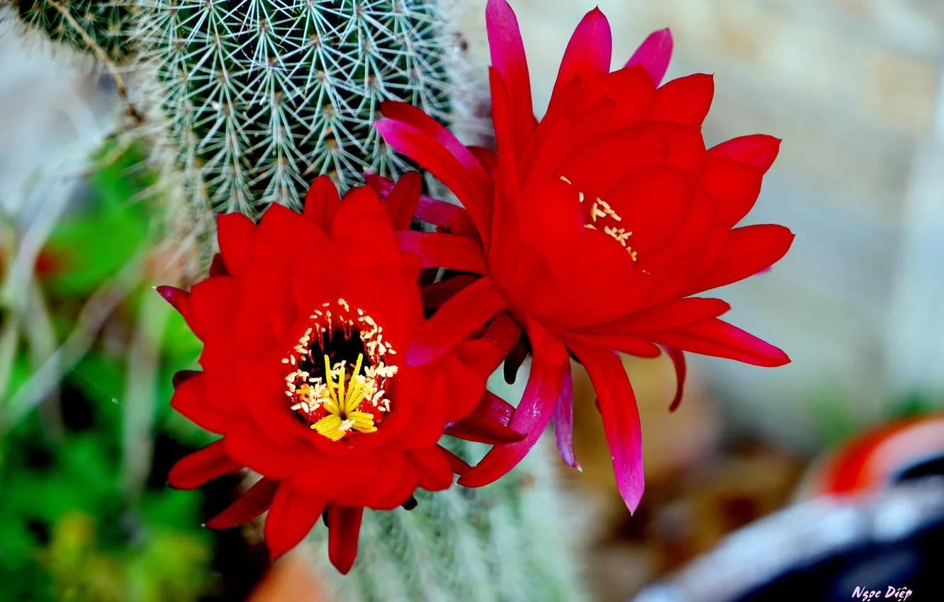Photo wallpaper macro, flowers, red, flower