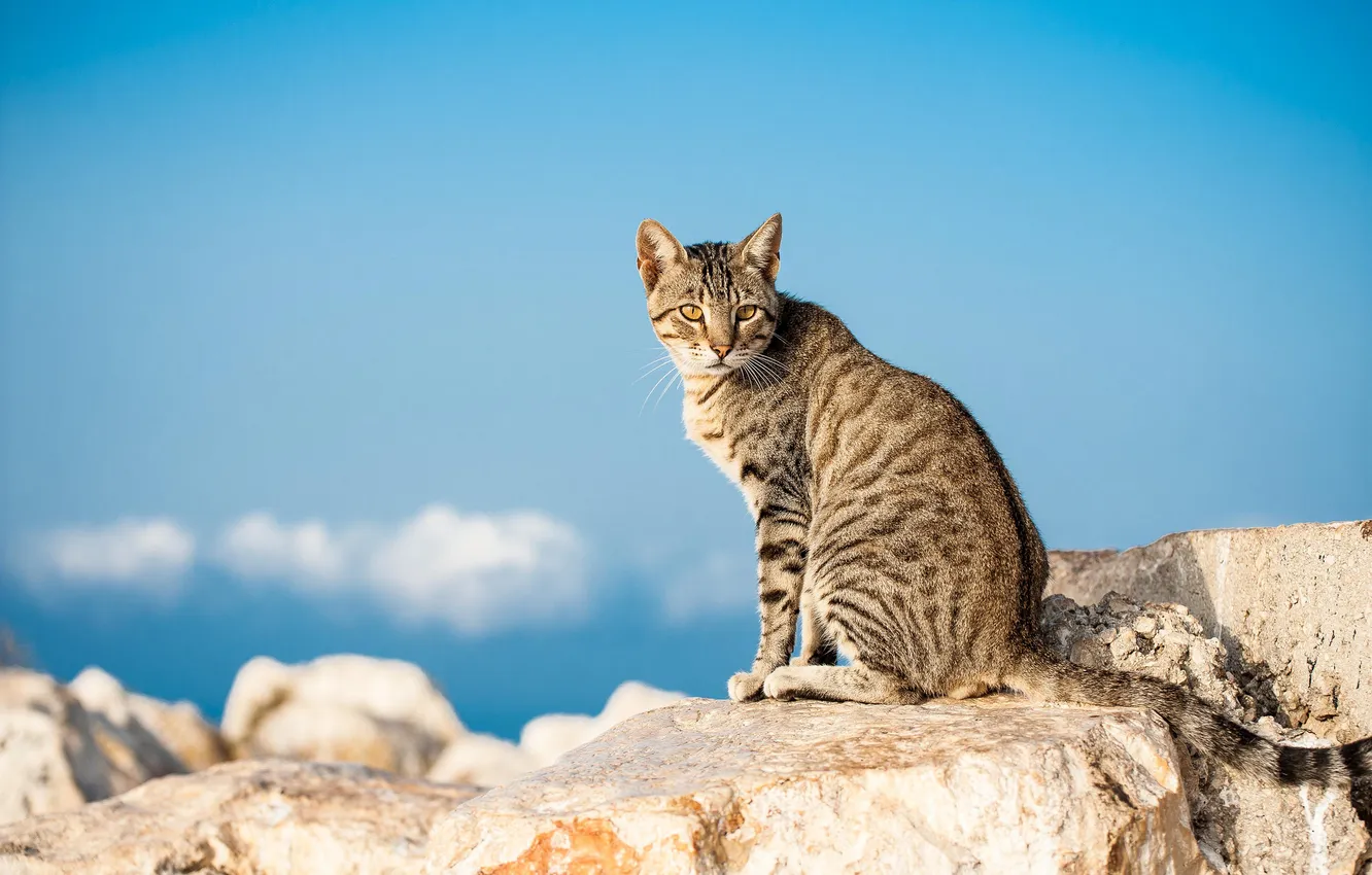 Photo wallpaper cat, cat, stones, grey, striped