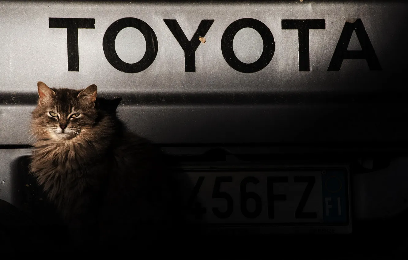 Photo wallpaper cat, look, background