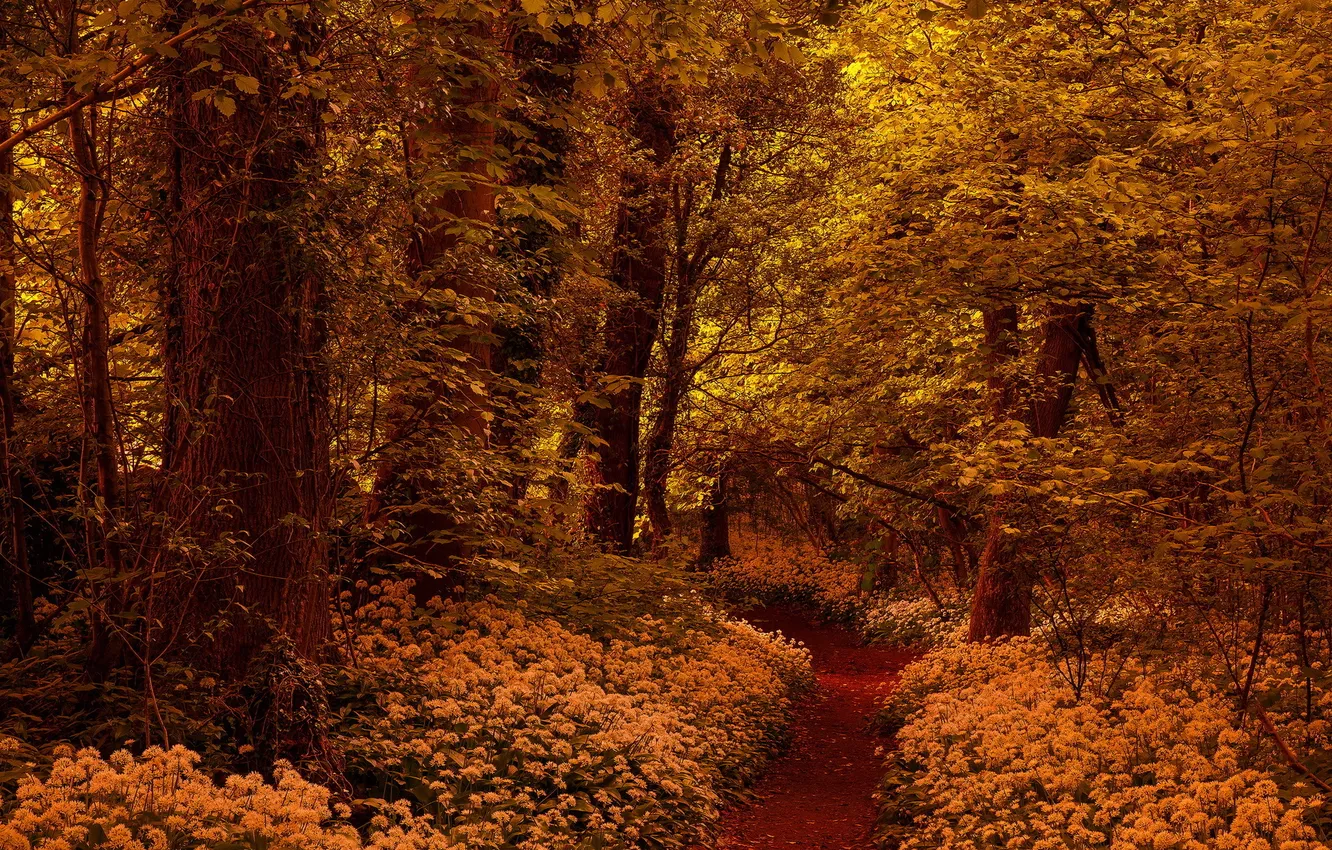 Photo wallpaper road, forest, nature