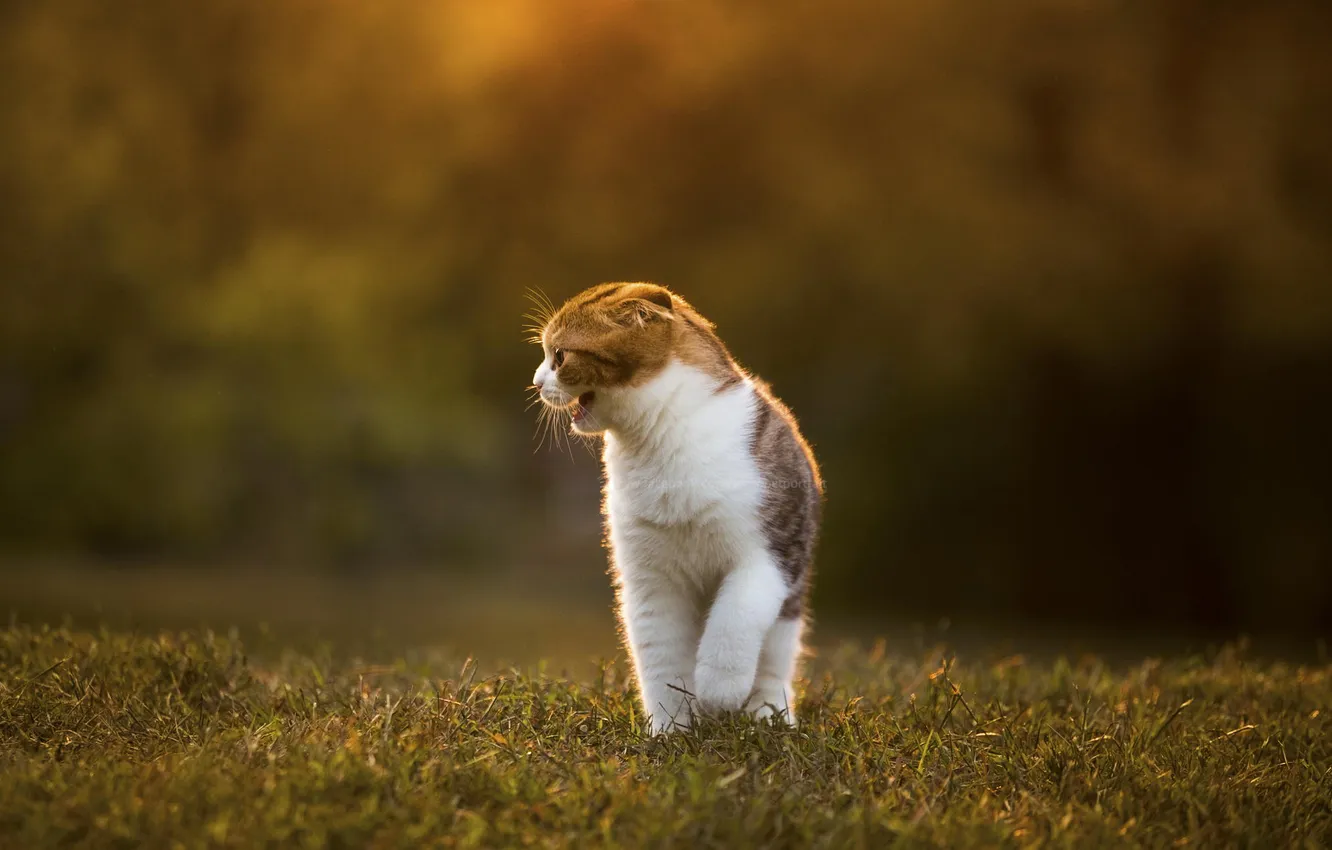 Photo wallpaper cat, grass, light, nature, blur, Scottish fold