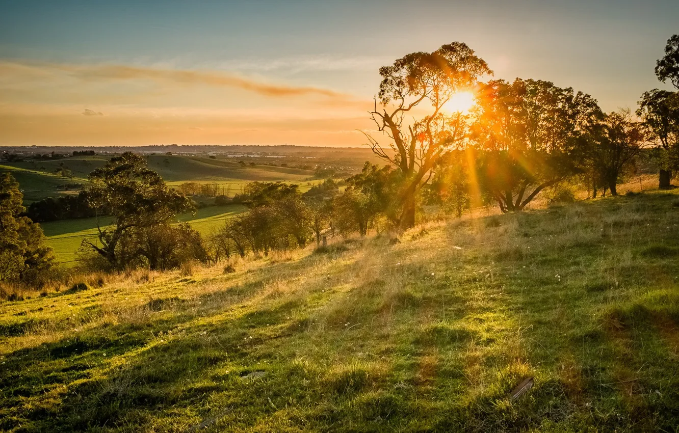 Photo wallpaper light, trees, morning