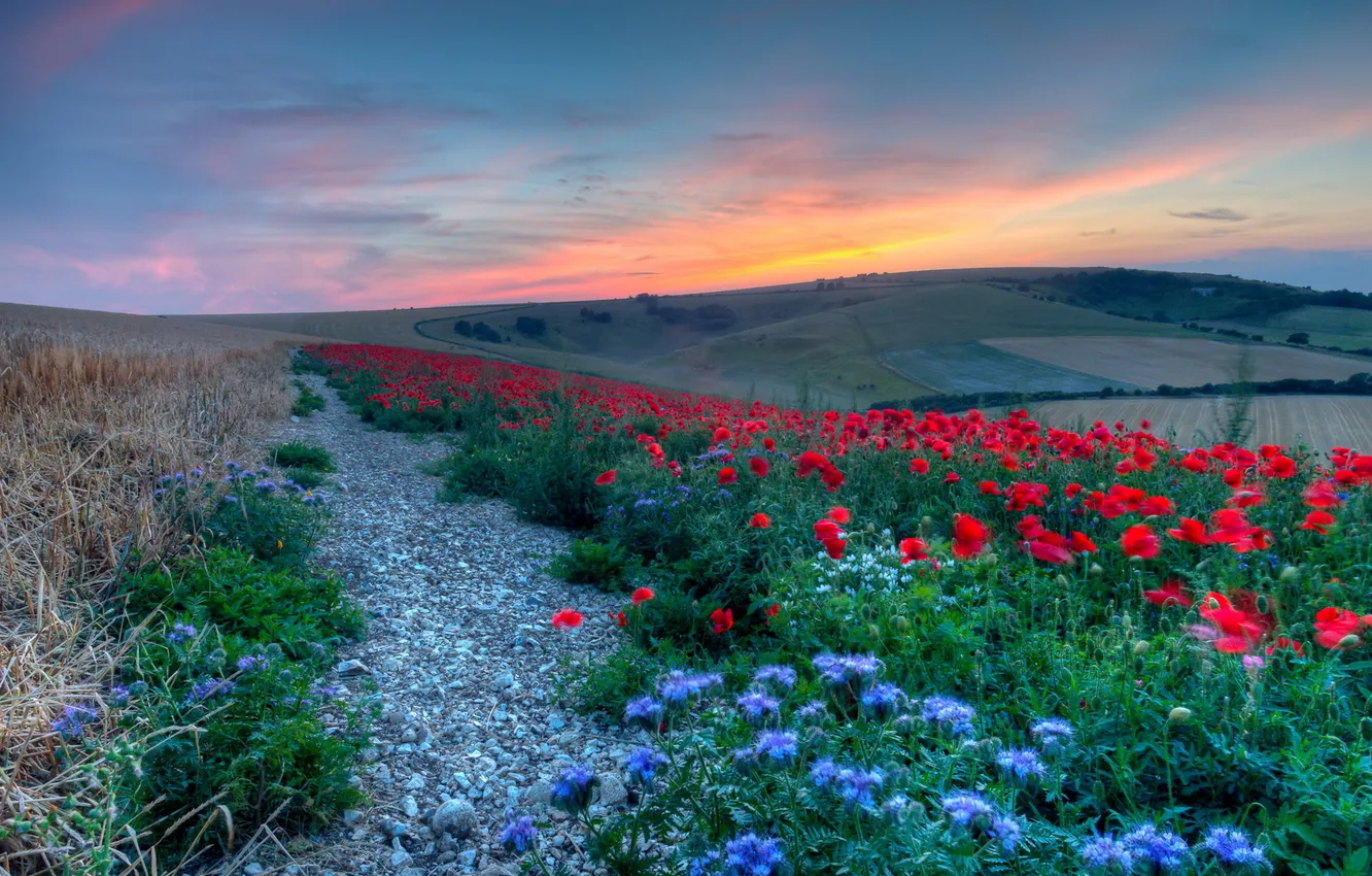 Photo wallpaper field, landscape, sunset, flowers
