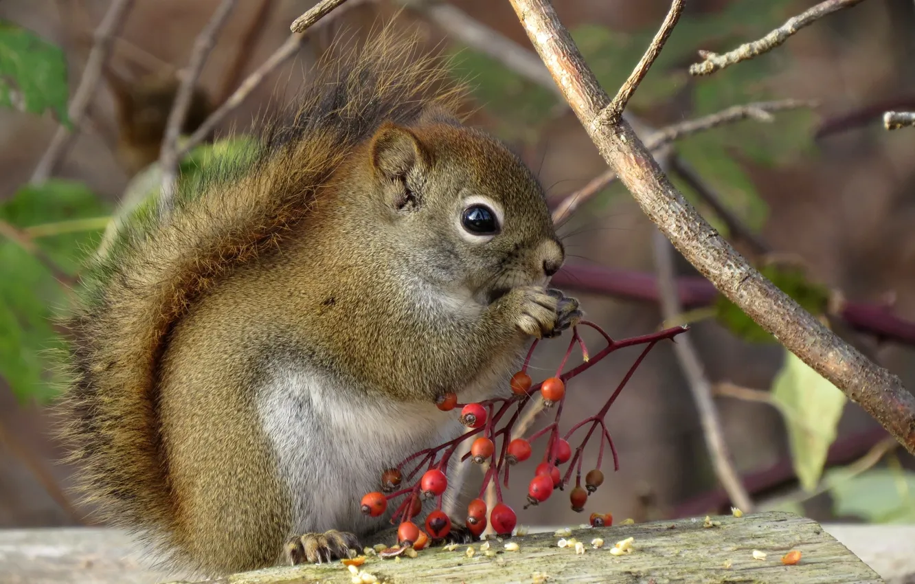 Photo wallpaper berries, baby, protein, tail, animal
