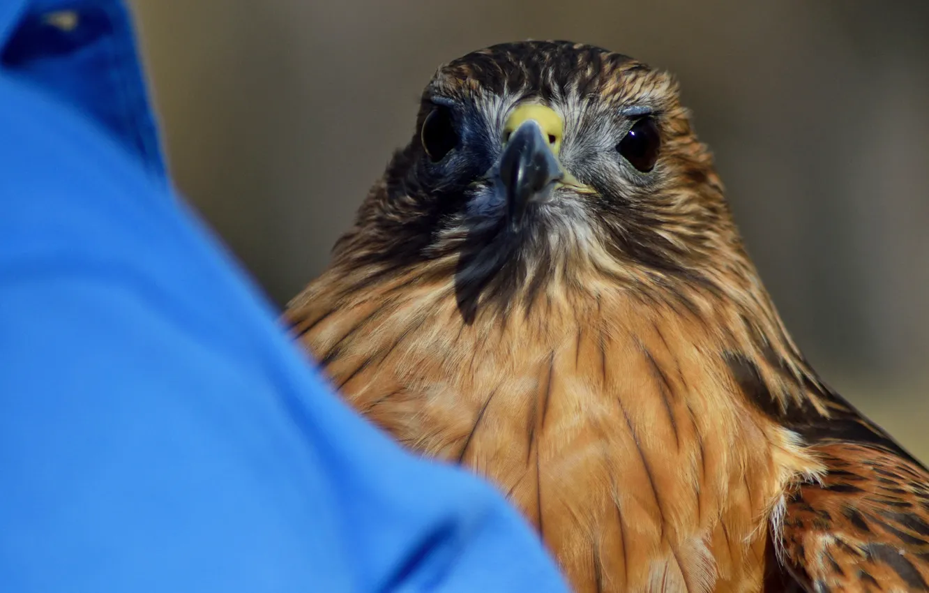 Photo wallpaper bird, hawk, by Nushaa