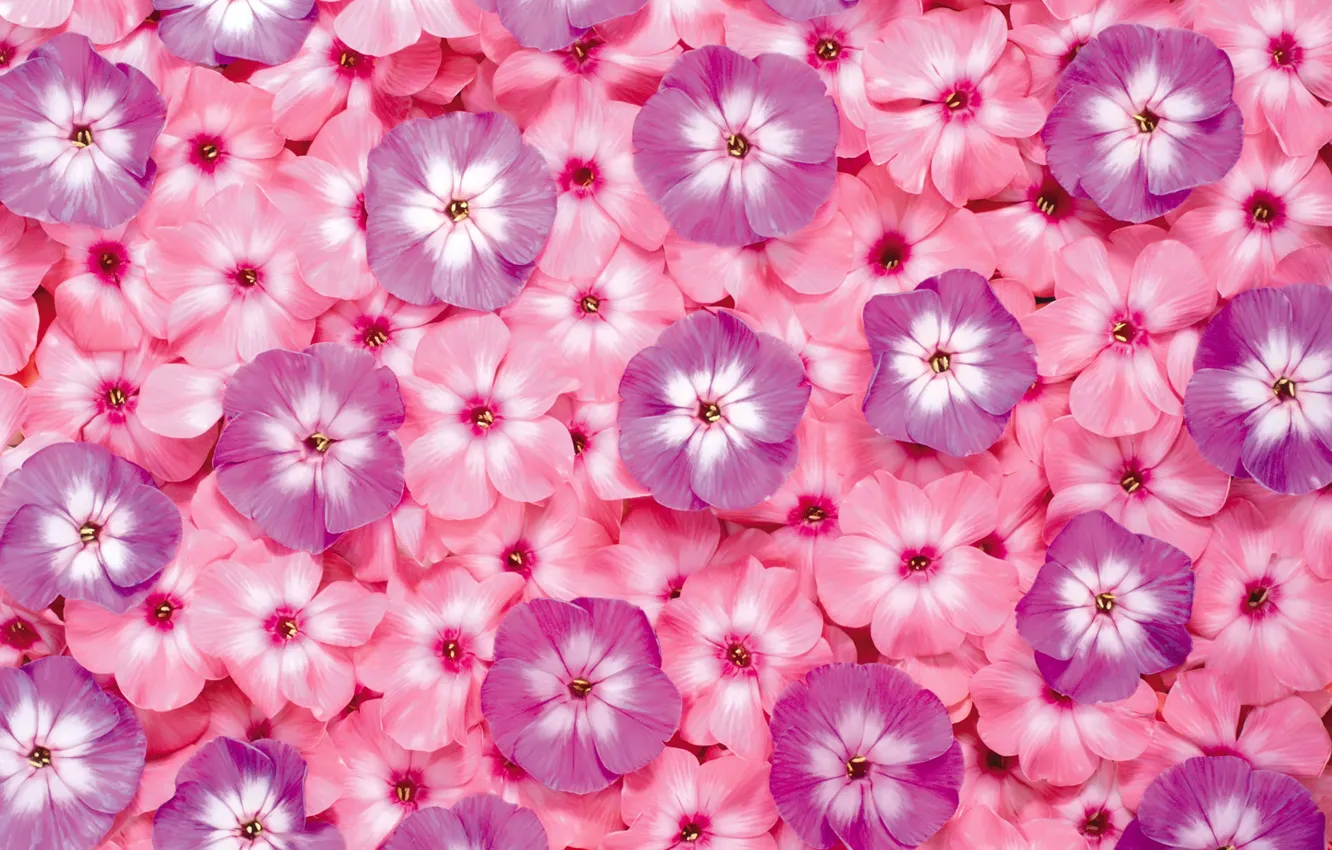 Photo wallpaper flowers, carpet, petals, aroma