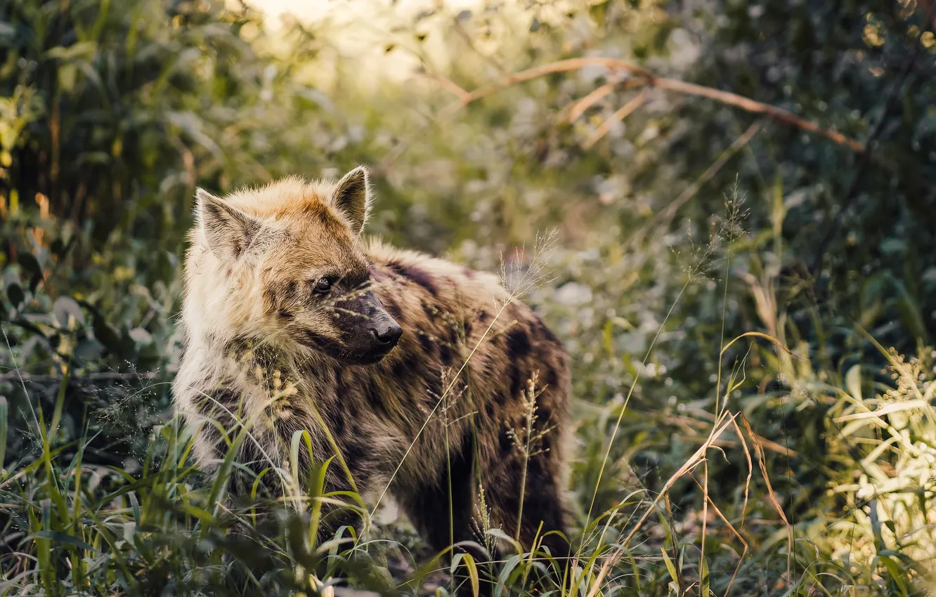 Photo wallpaper look, South Africa, wild hyena