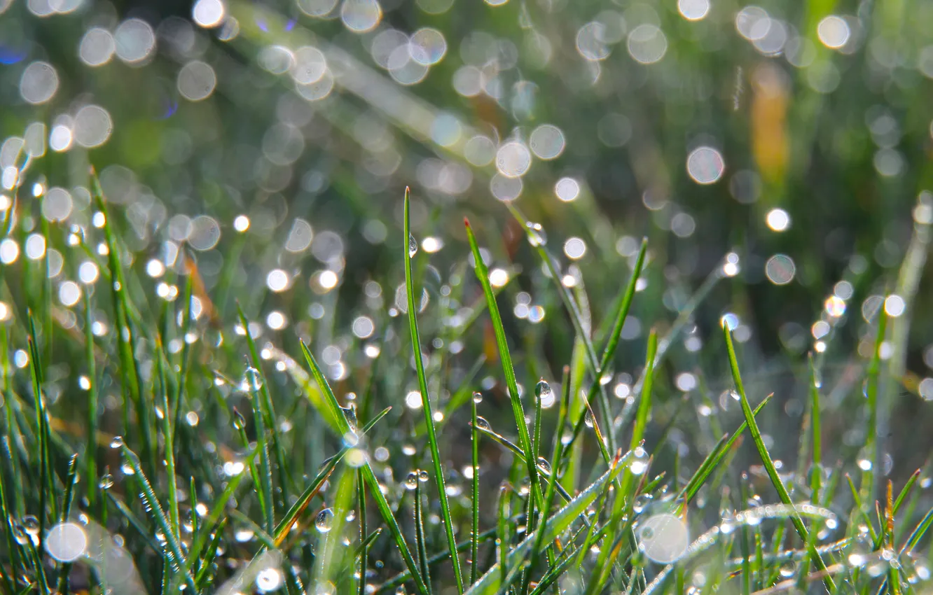 Photo wallpaper grass, drops, dew