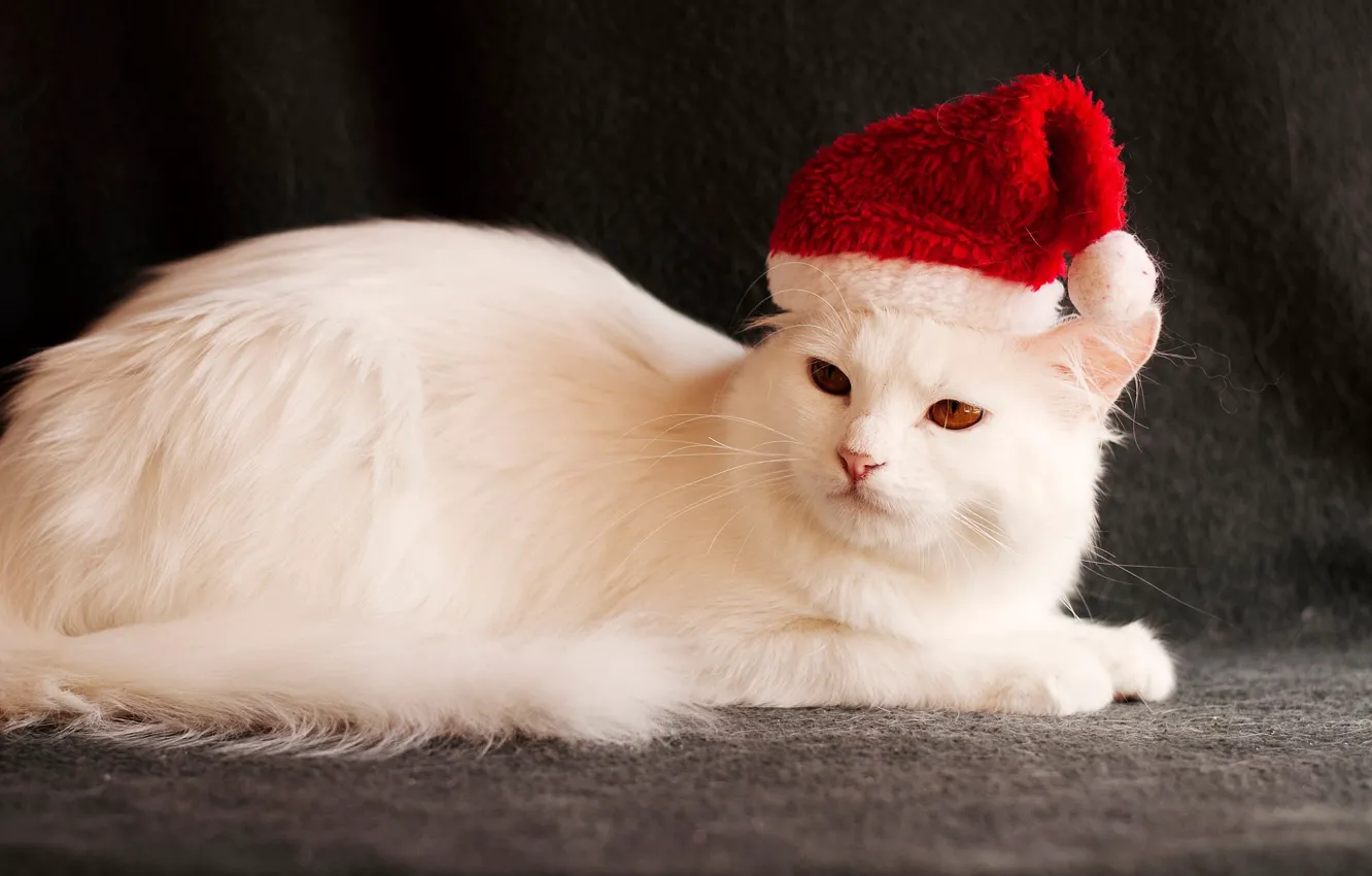 Photo wallpaper cat, white, the dark background, holiday, new year, Christmas, image, Santa Claus