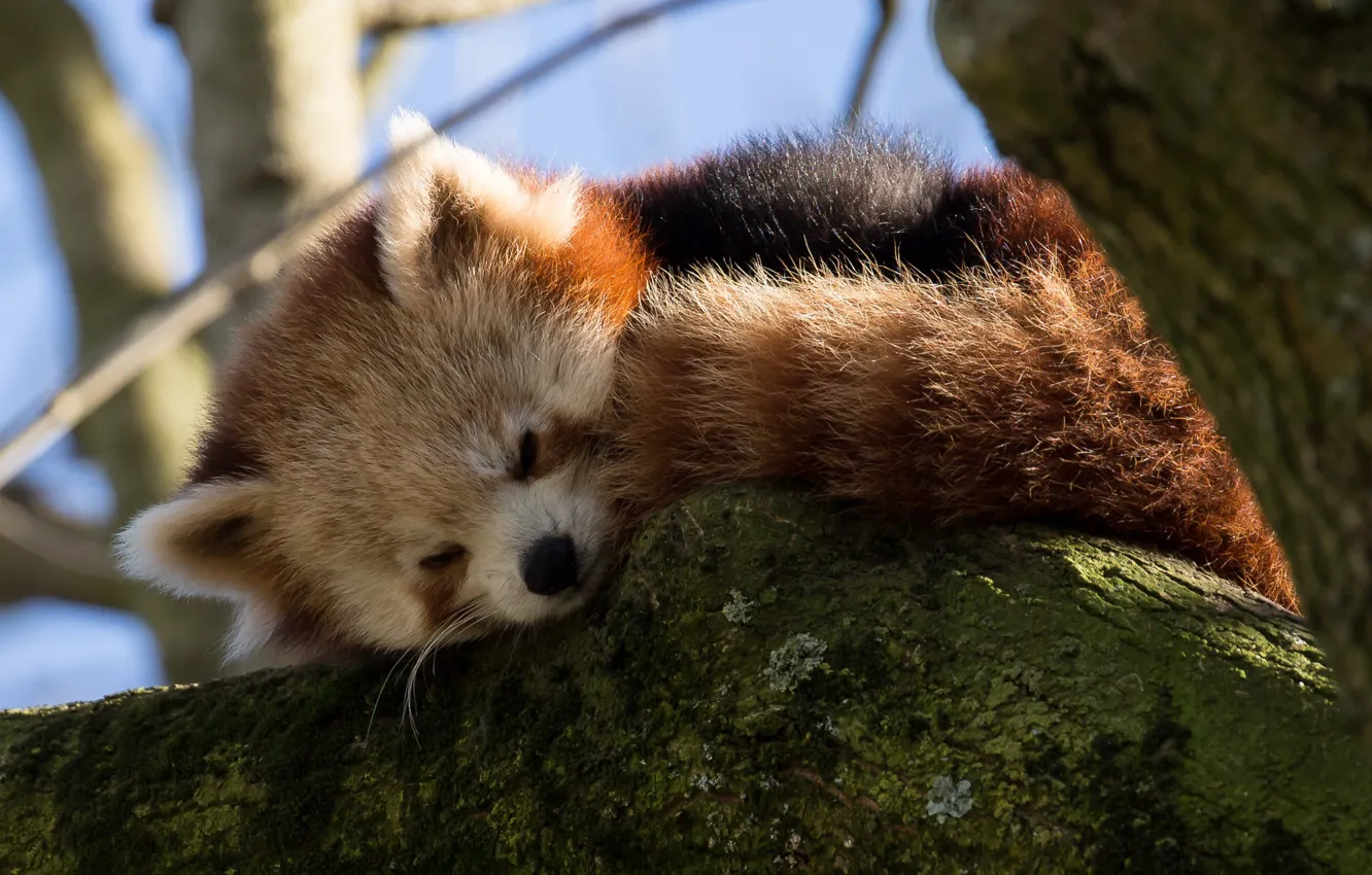 Photo wallpaper branches, tree, sleeping, red Panda, Firefox