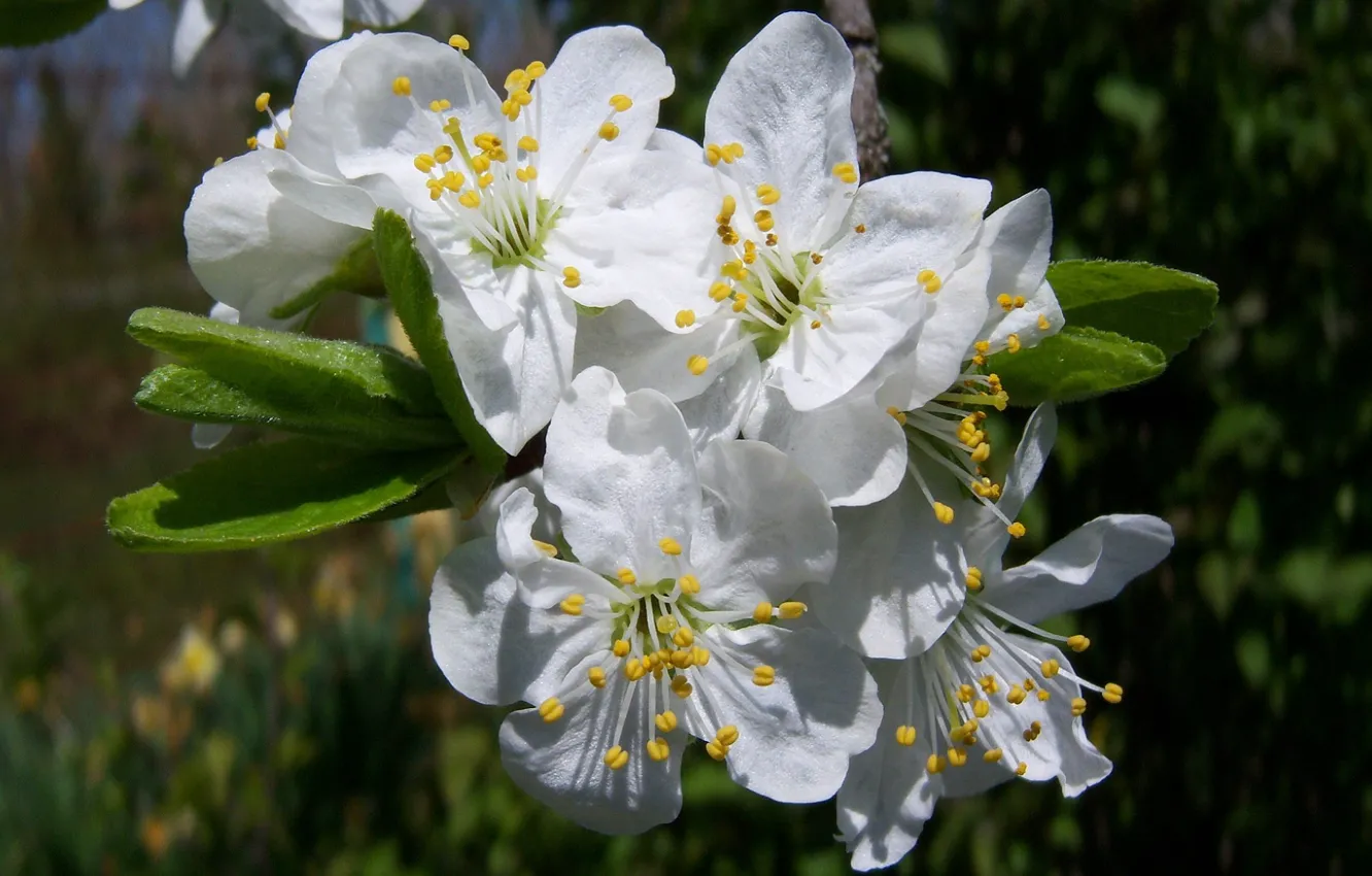 Photo wallpaper petals, stamens, flowering tree, white flowers, drain, Meduzanol ©