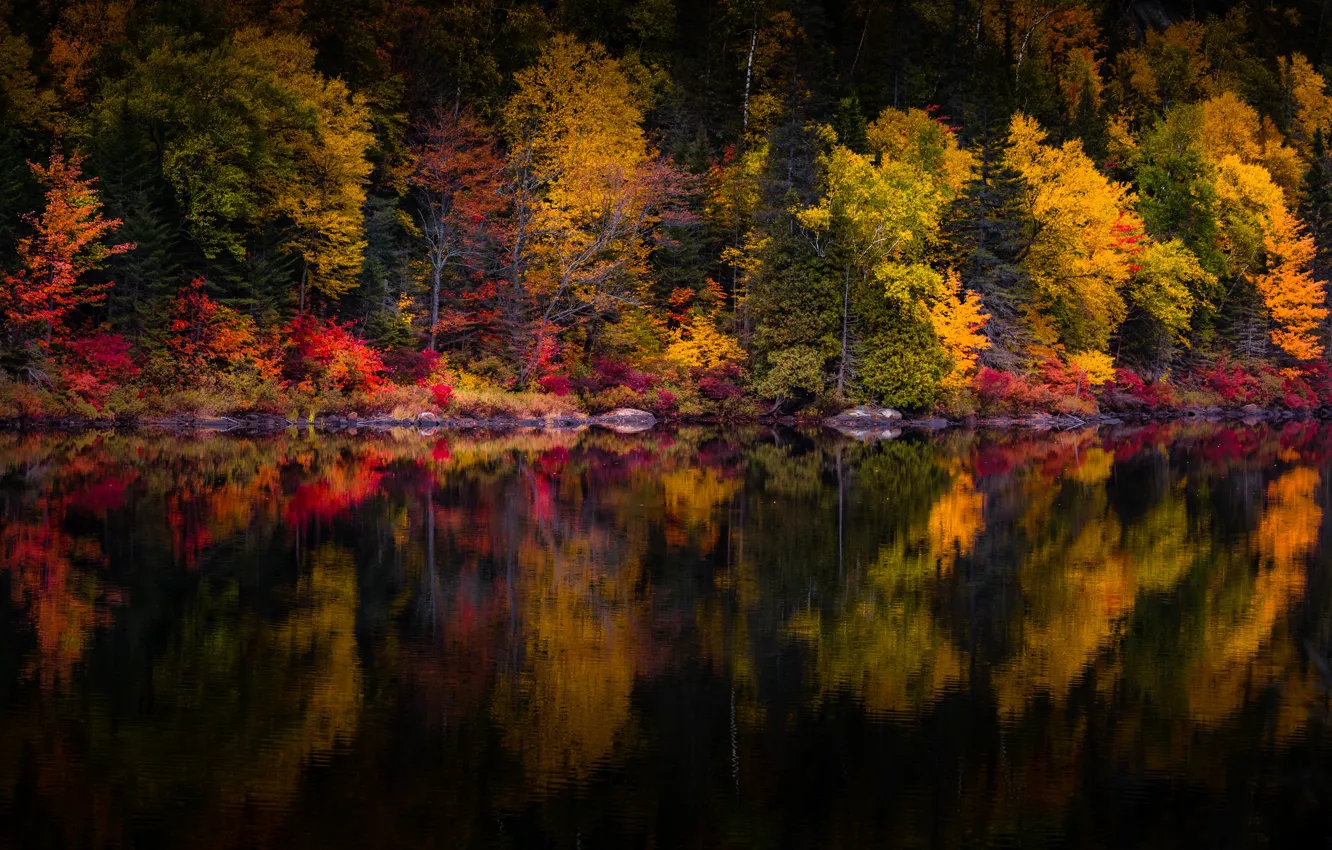 Photo wallpaper autumn, forest, trees, lake, reflection, shore, dark water, pond