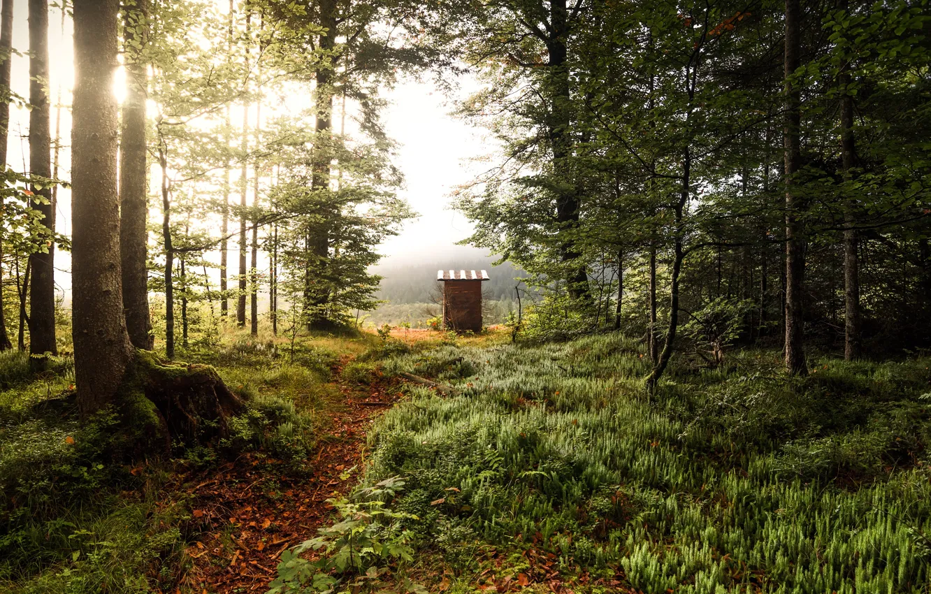 Photo wallpaper forest, grass, the sun, trees, nature, morning, path, Wallpaper for desktop