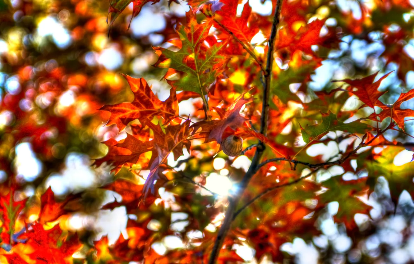 Photo wallpaper autumn, the sky, leaves, trees, branches, texture, the crimson