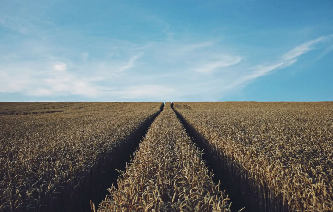 Photo wallpaper wheat, field, the sky, traces, harvest