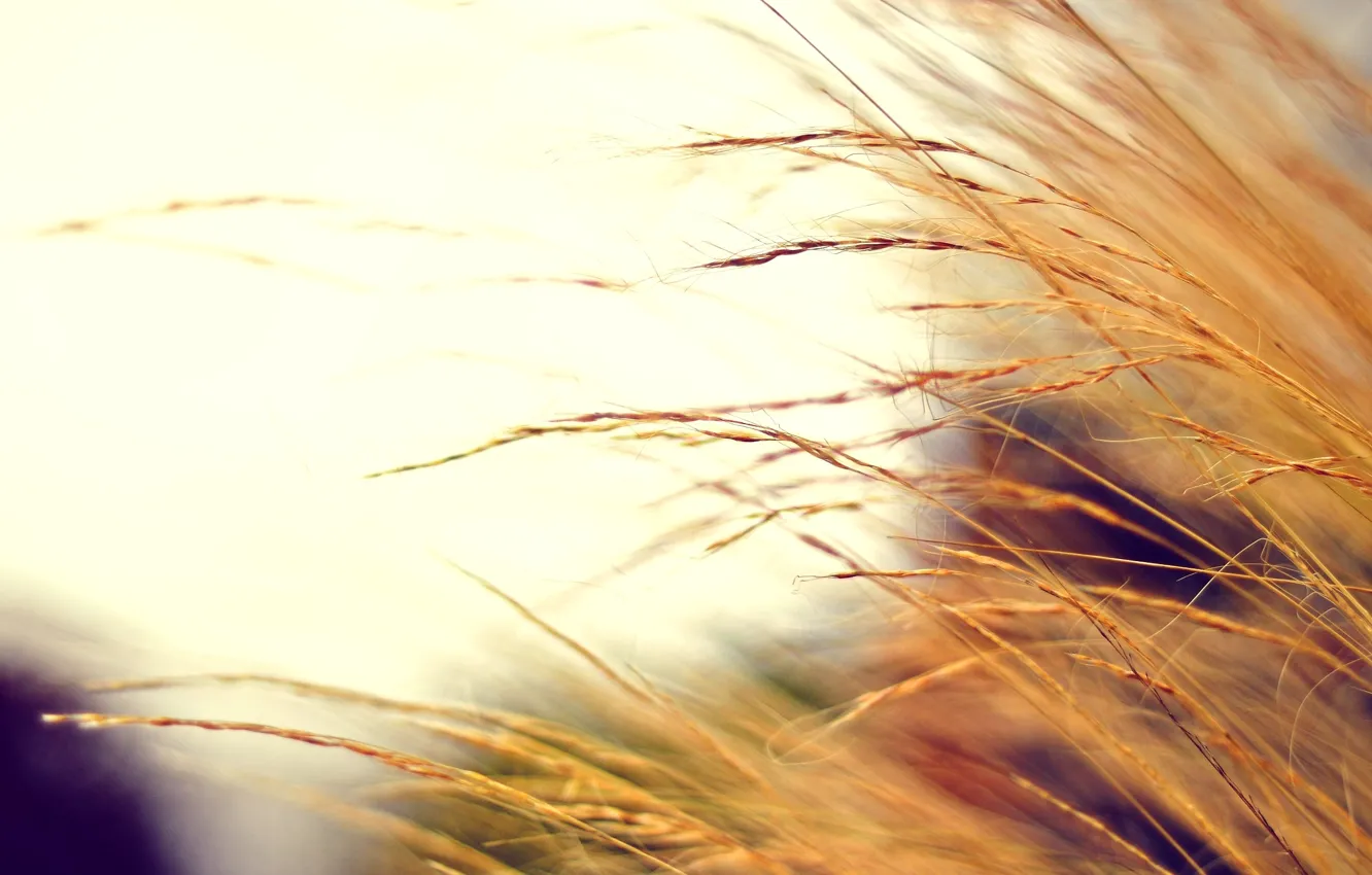 Photo wallpaper autumn, macro, photo, background, Wallpaper, plant, color, blur