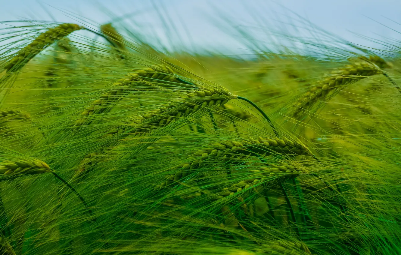 Photo wallpaper wheat, field, ears