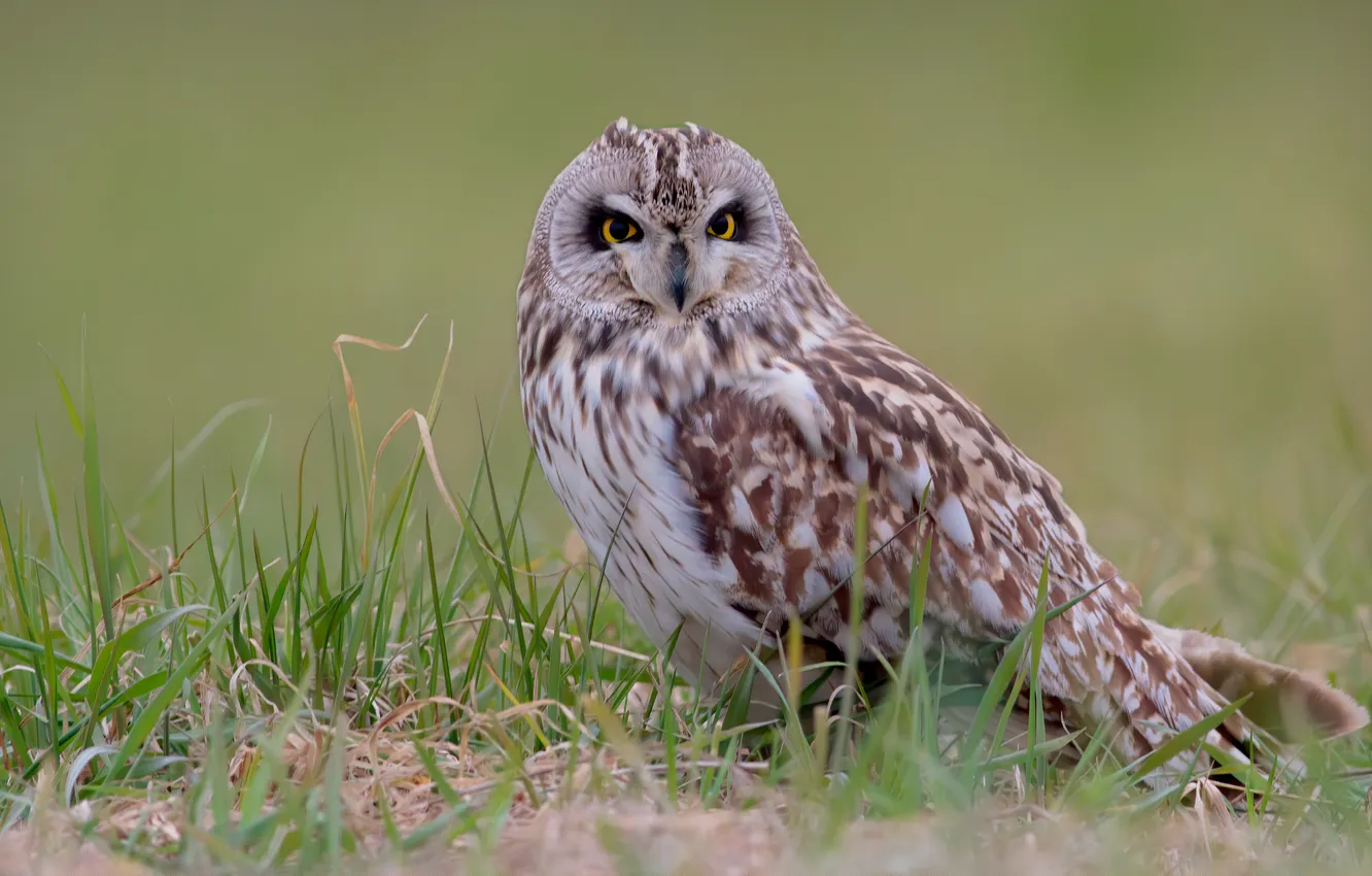 Photo wallpaper grass, owl, bird
