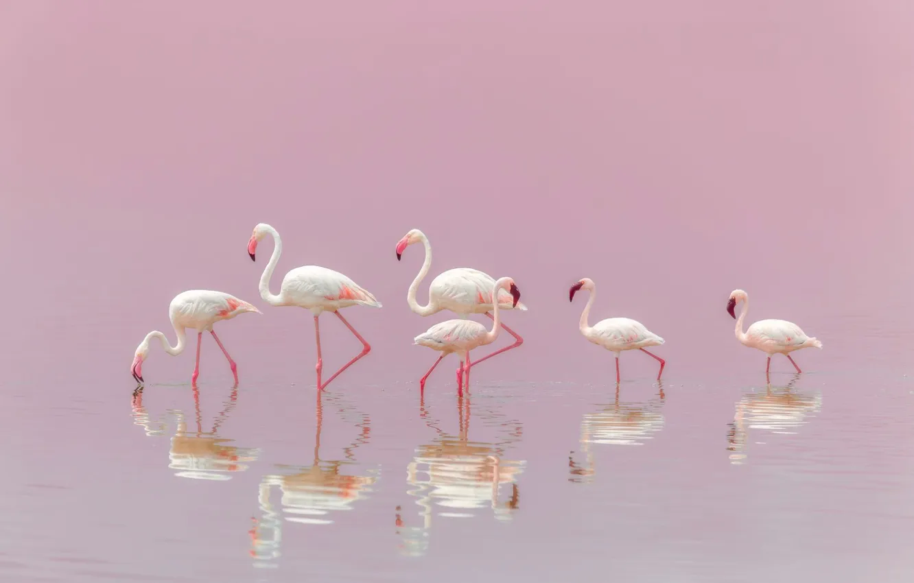 Photo wallpaper bird, beak, Flamingo, neck