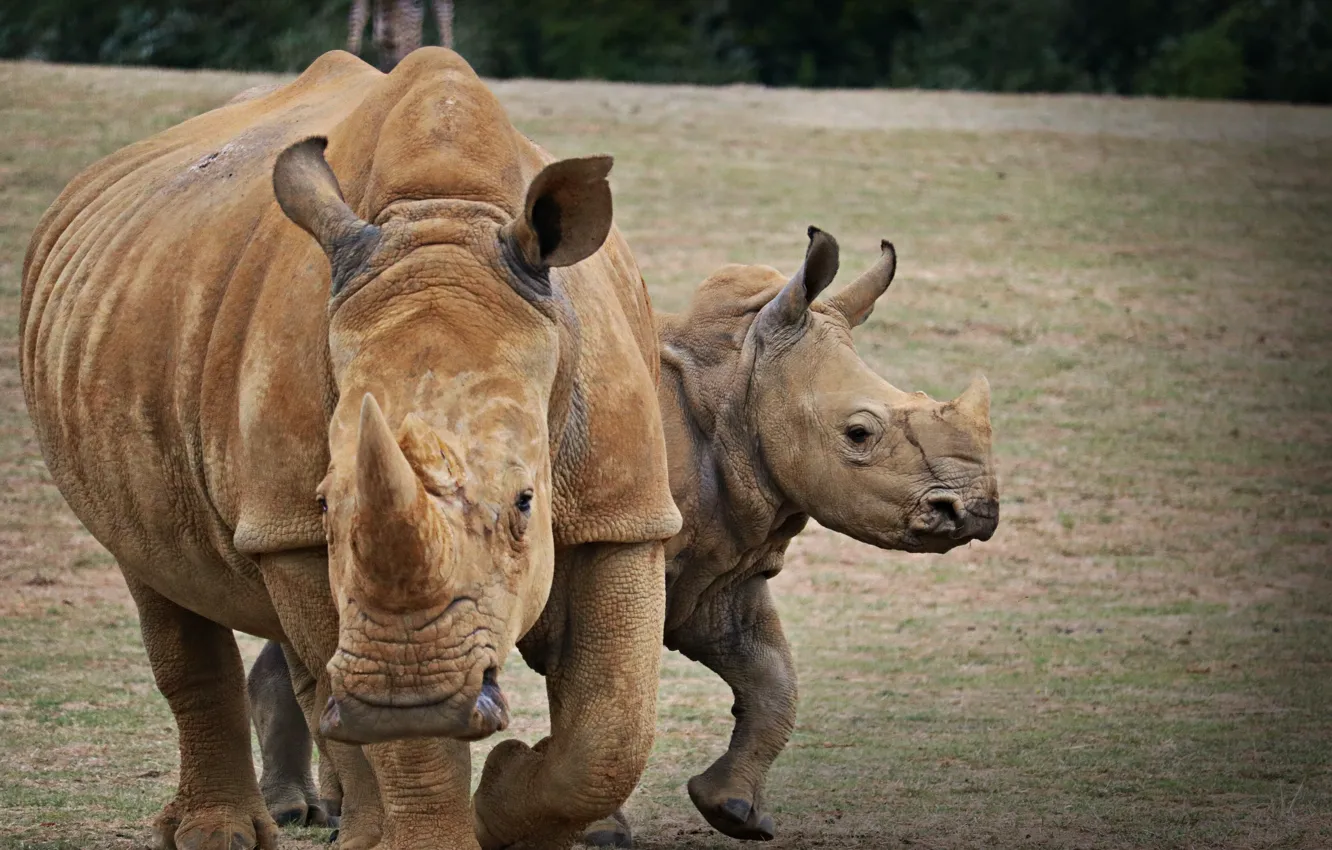 Photo wallpaper rhino, Africa, african rhino, indian rhino