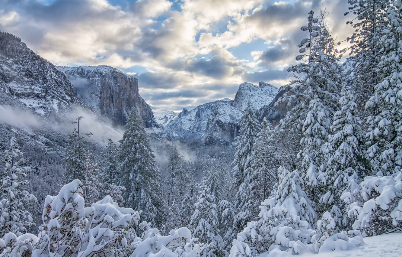 Photo wallpaper winter, forest, snow, trees, mountains, ate, CA, California