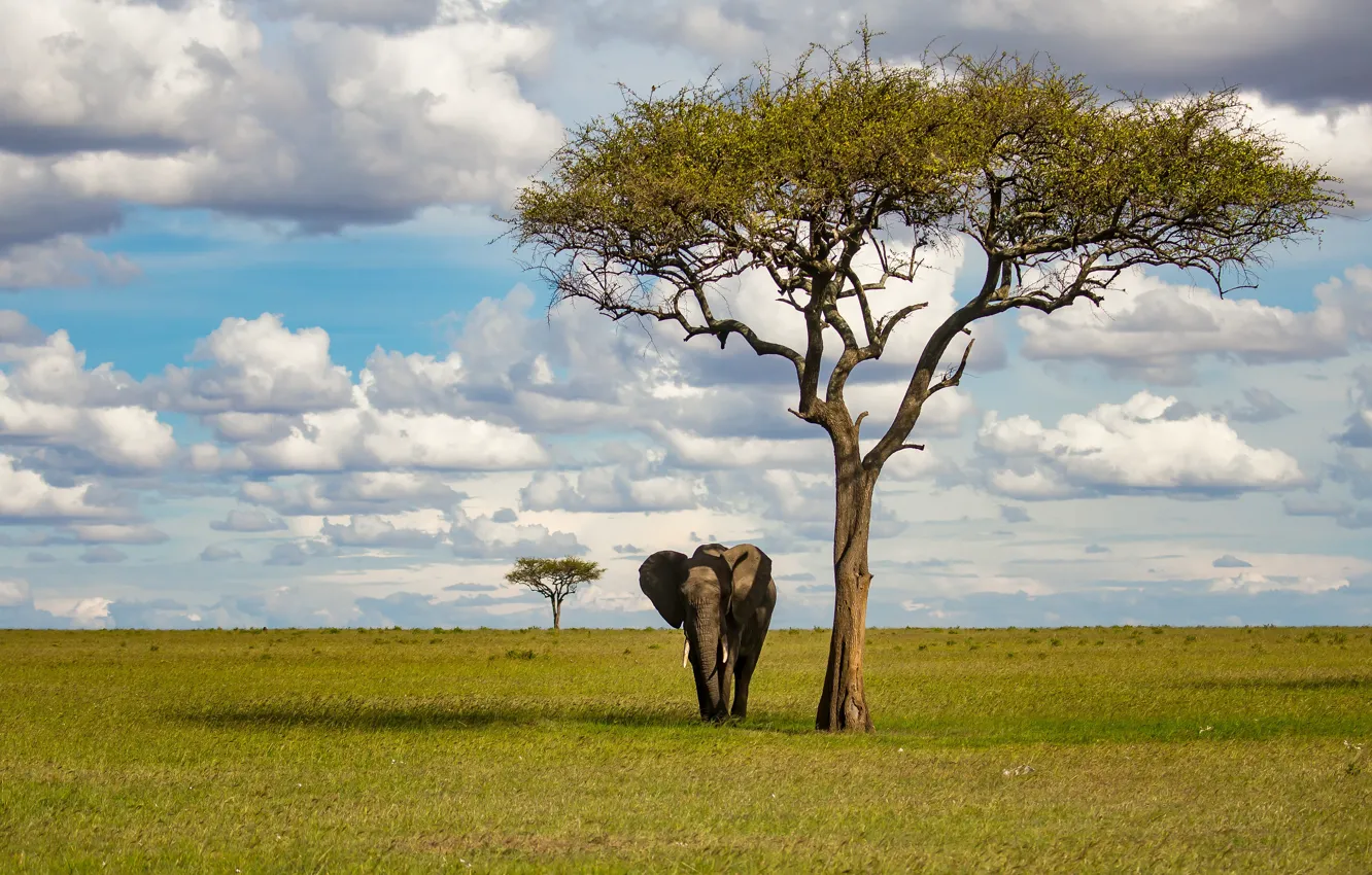 Photo wallpaper field, trees, elephant, Savannah, Africa, walk