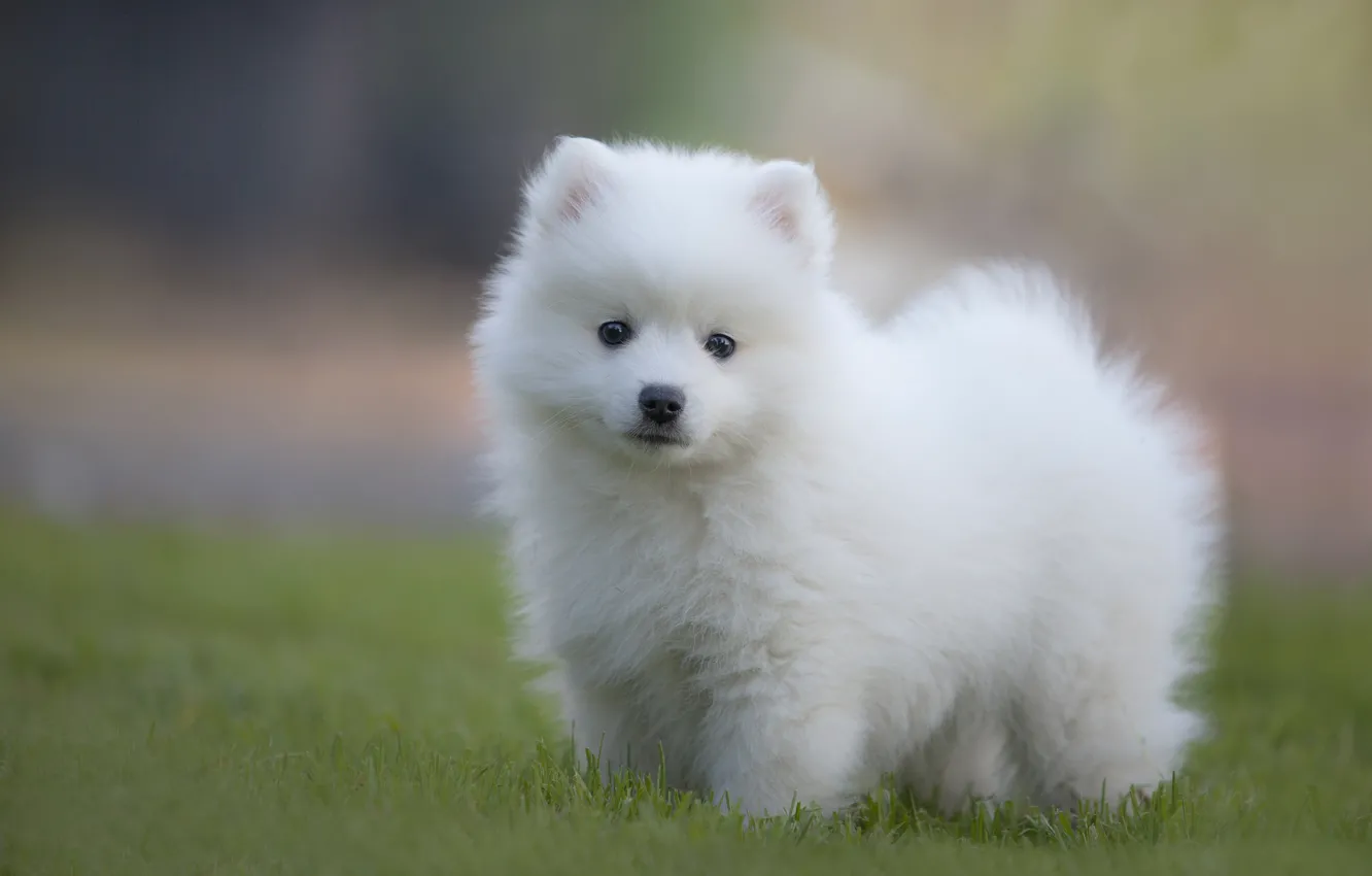 Photo wallpaper white, grass, look, glade, dog, puppy, face, lawn