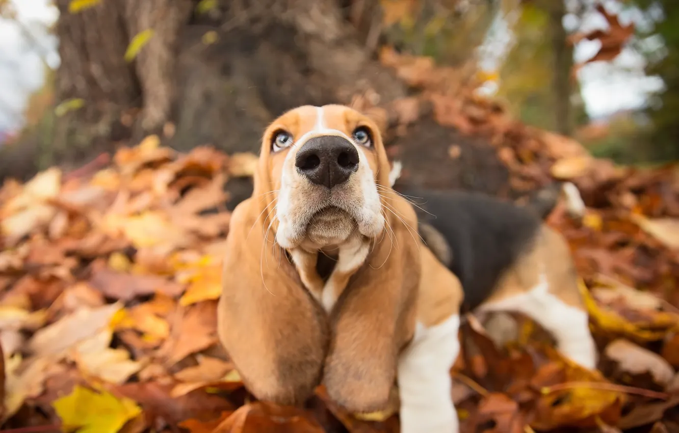 Photo wallpaper autumn, look, each, dog
