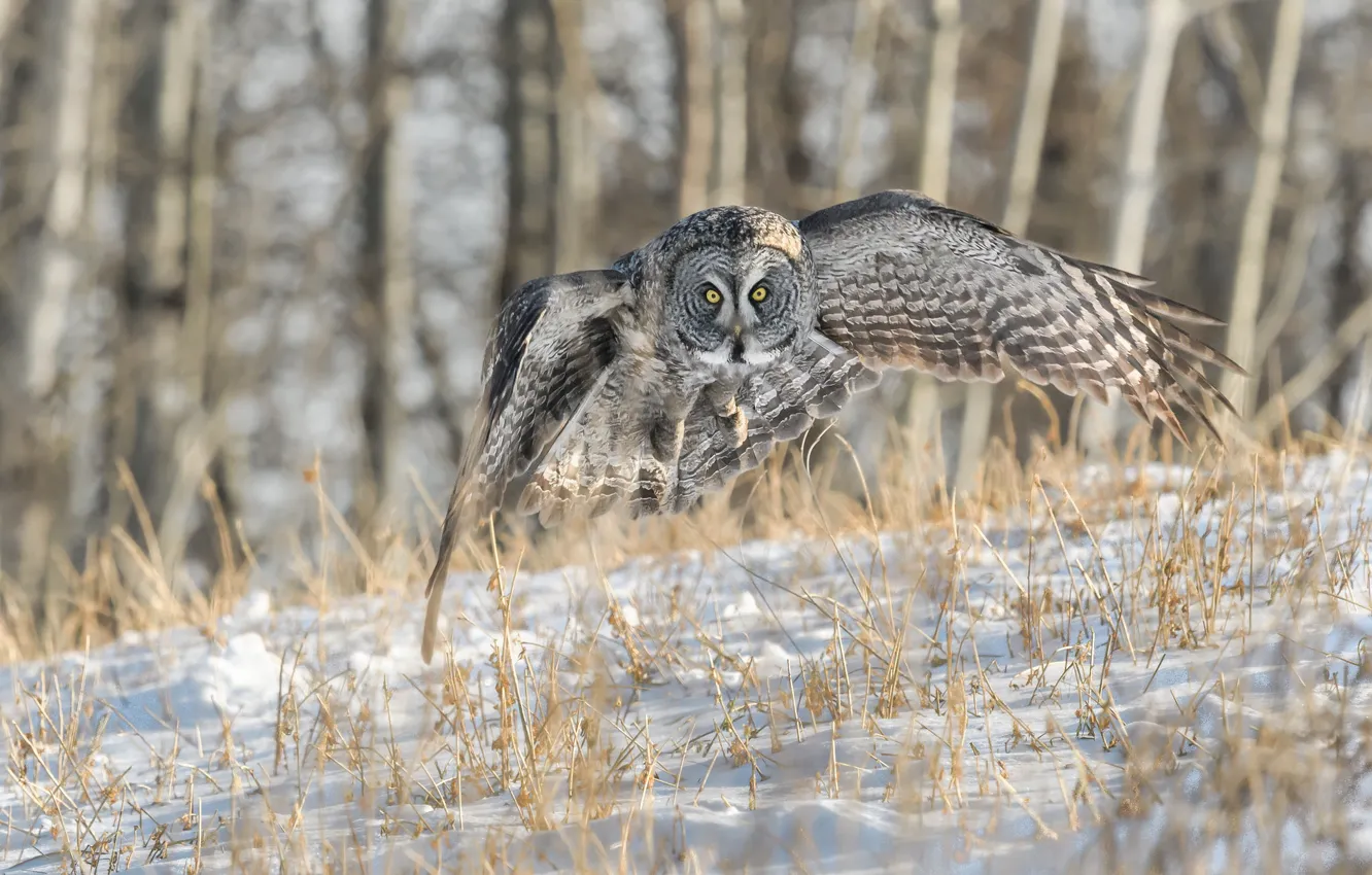 Photo wallpaper winter, flight, nature, owl, bird