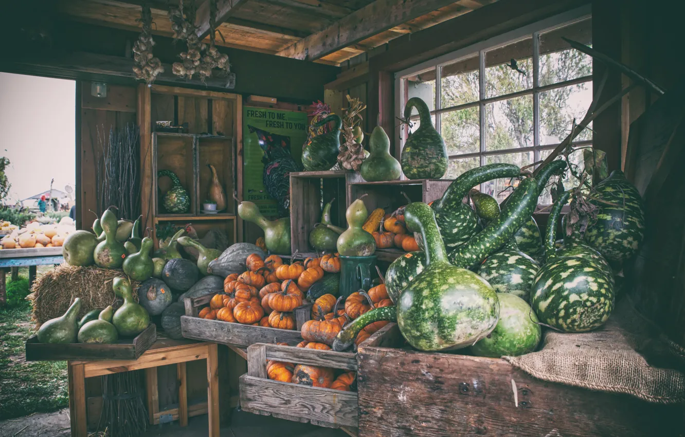 Photo wallpaper harvest, pumpkin, market, farm