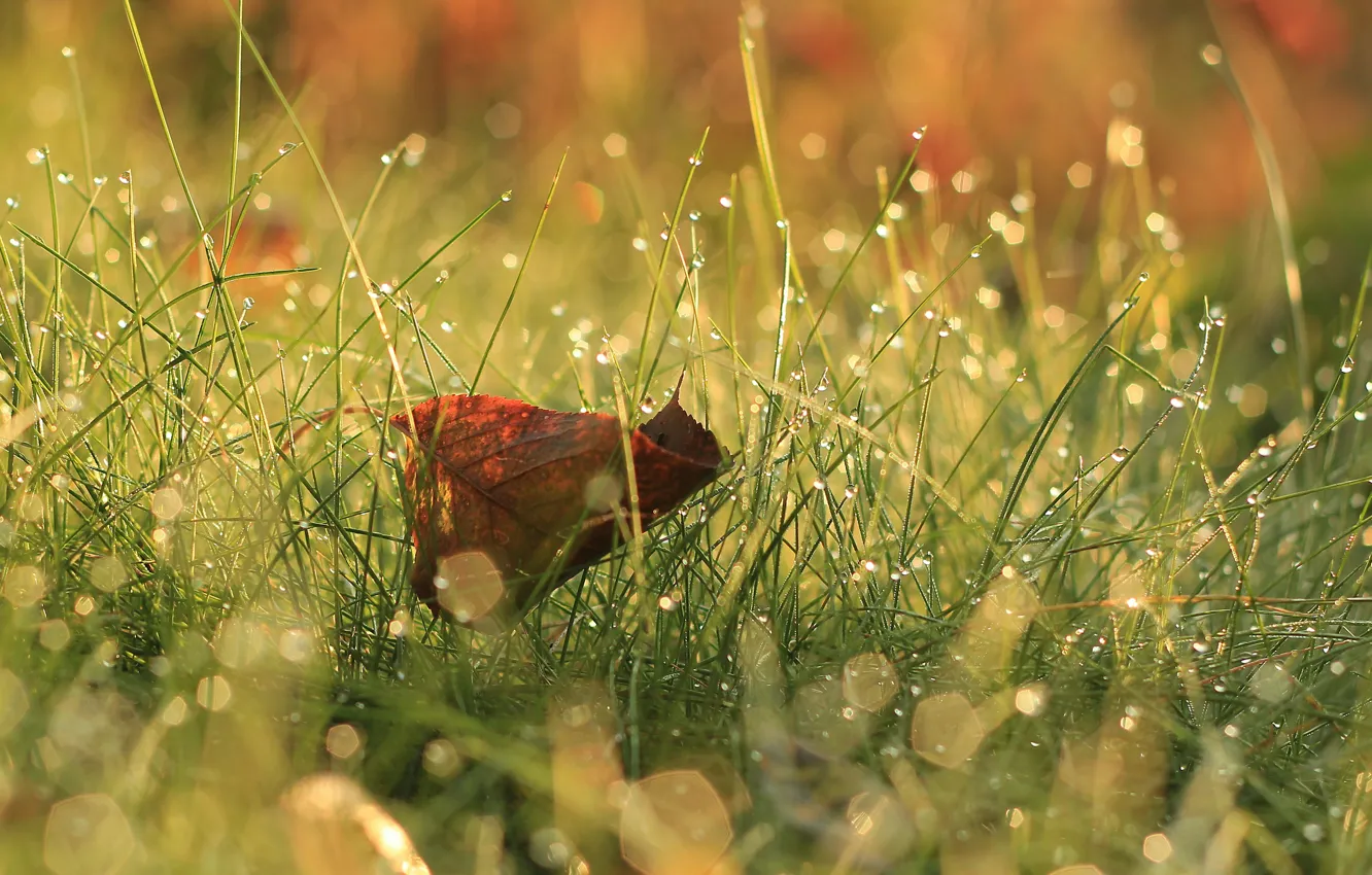 Photo wallpaper greens, grass, leaf
