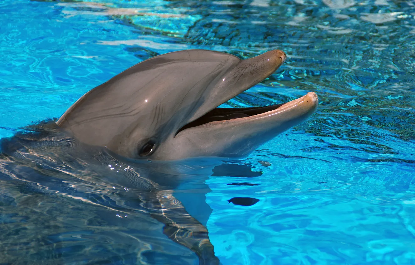 Photo wallpaper water, Dolphin, mammal