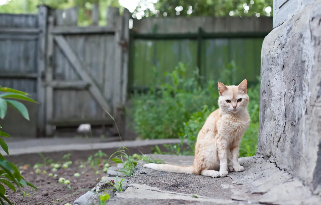 Photo wallpaper cat, look, background