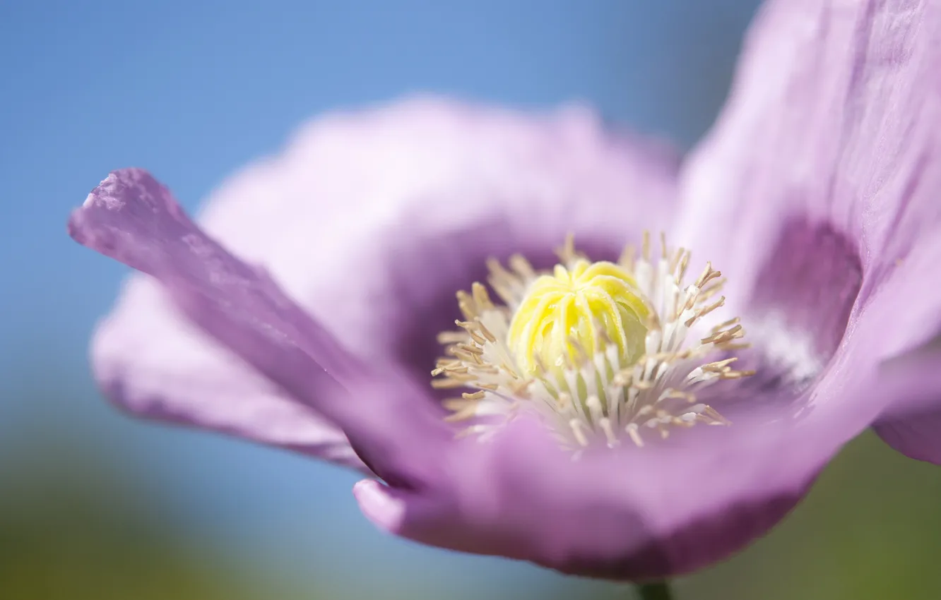 Photo wallpaper flower, macro, lilac, Mac, petals