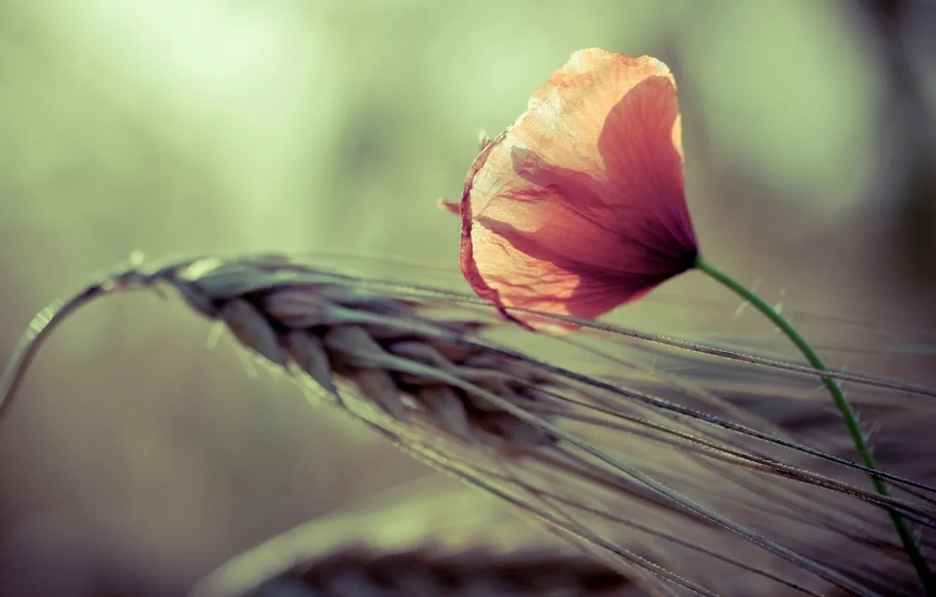 Photo wallpaper wheat, macro, flowers, nature, background, ears