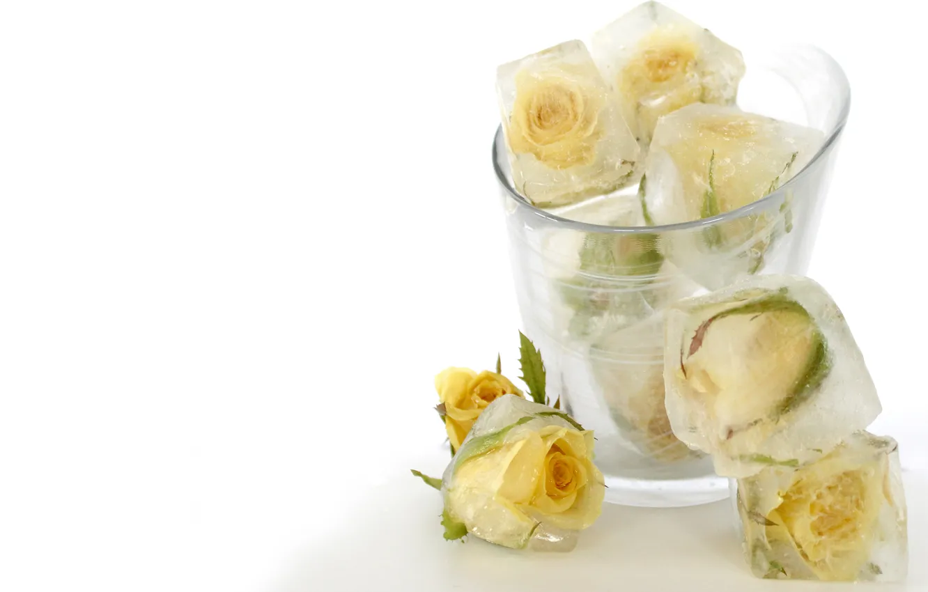 Photo wallpaper cold, ice, glass, cubes, roses, white, flowers
