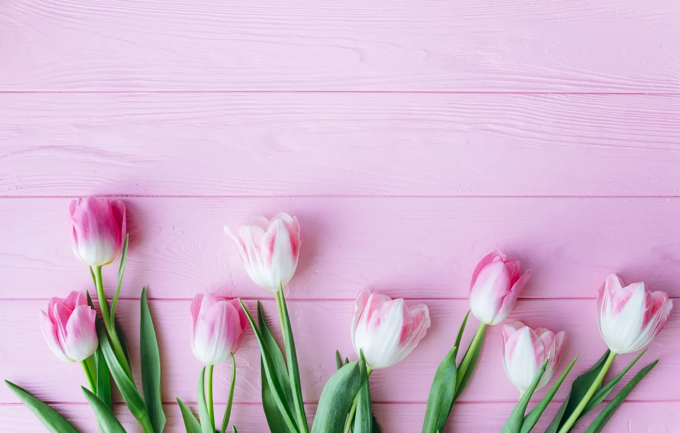 Photo wallpaper flowers, tulips, pink, fresh, wood, pink, flowers, beautiful