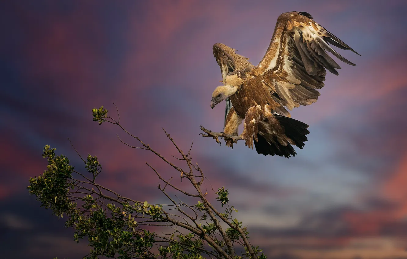 Photo wallpaper the sky, branches, tree, bird, wings, feathers, Grif, Griffon vulture