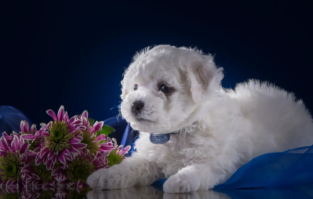 Photo wallpaper white, flowers, puppy, chrysanthemum, Bichon Frise
