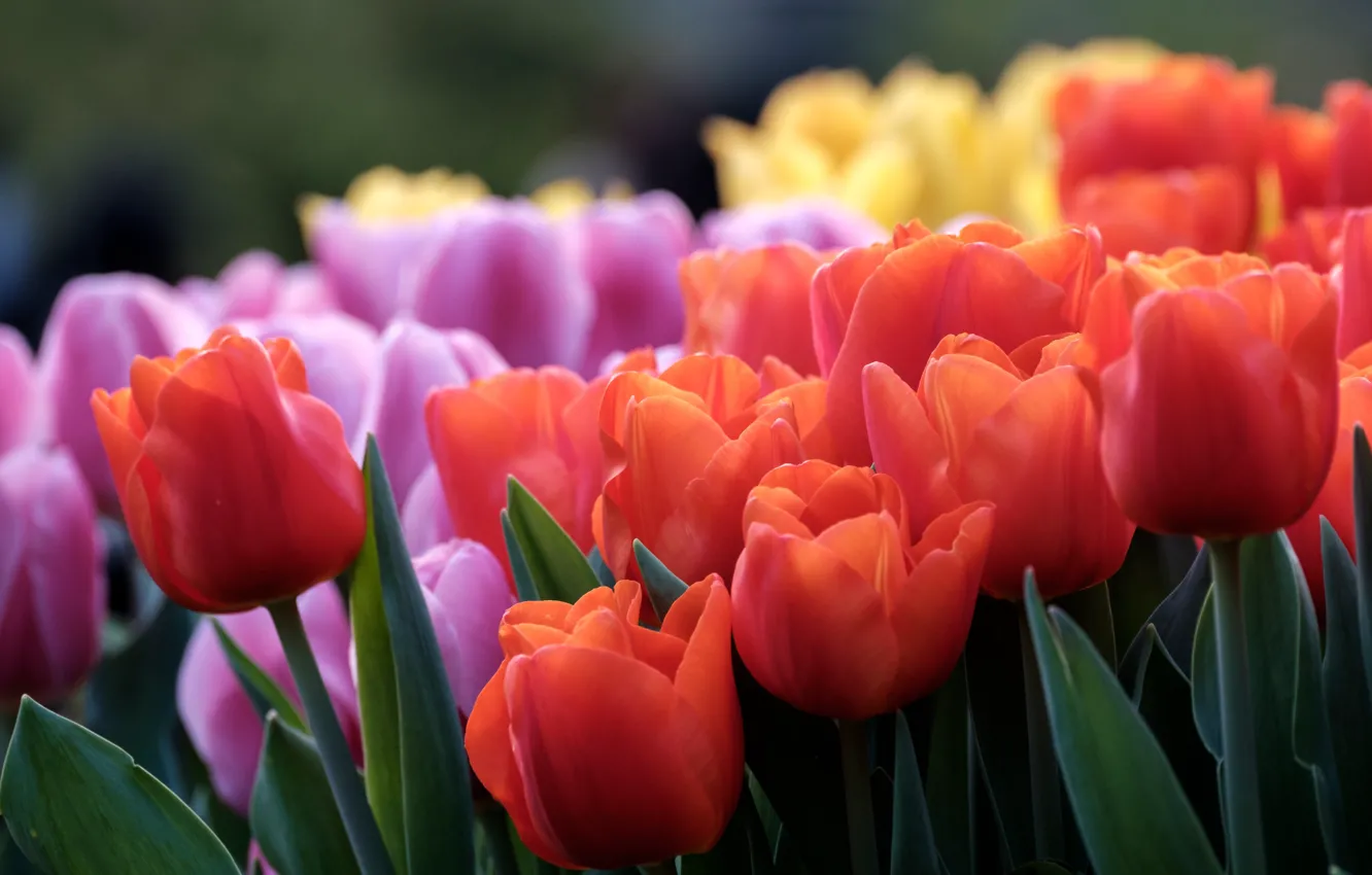 Photo wallpaper flowers, red, bouquet, tulips, lilac