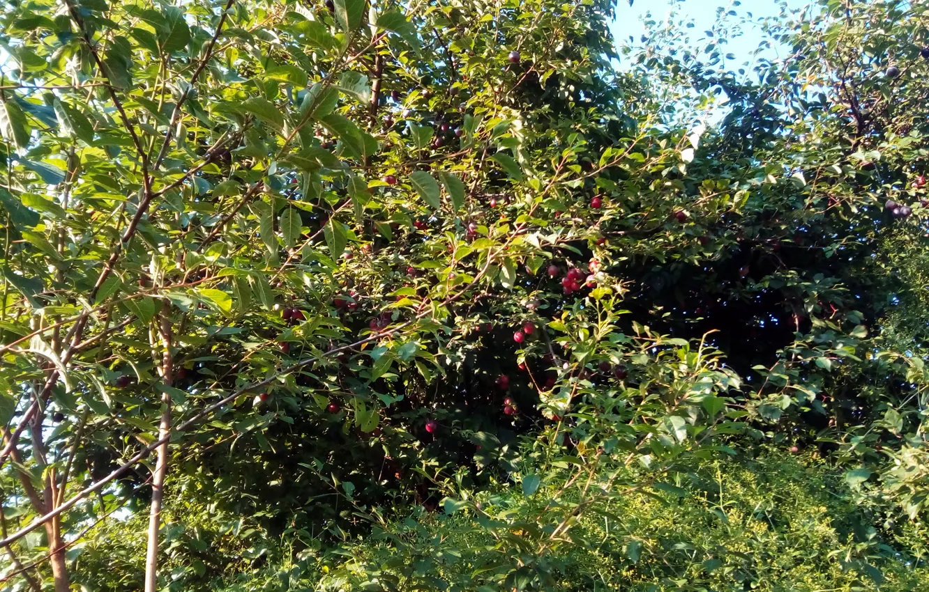 Photo wallpaper garden, August, Cherry plum