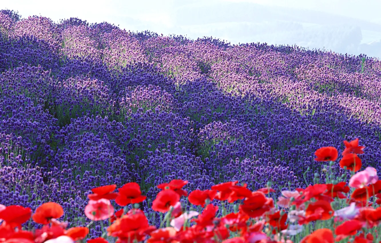 Photo wallpaper flowers, France, Maki, petals, lavender, plantation, Provence