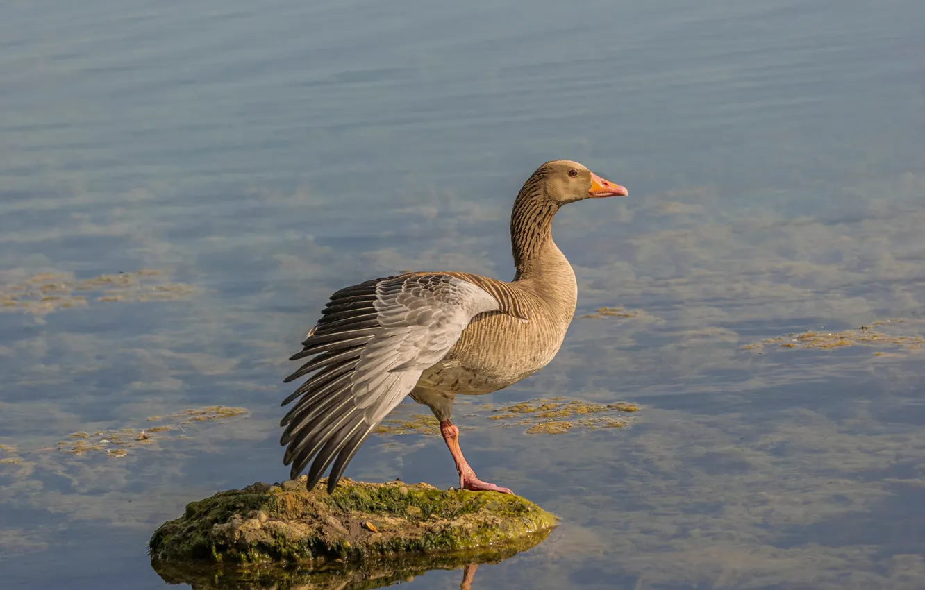 Photo wallpaper look, pose, stones, bird, wings, profile, pond, stand