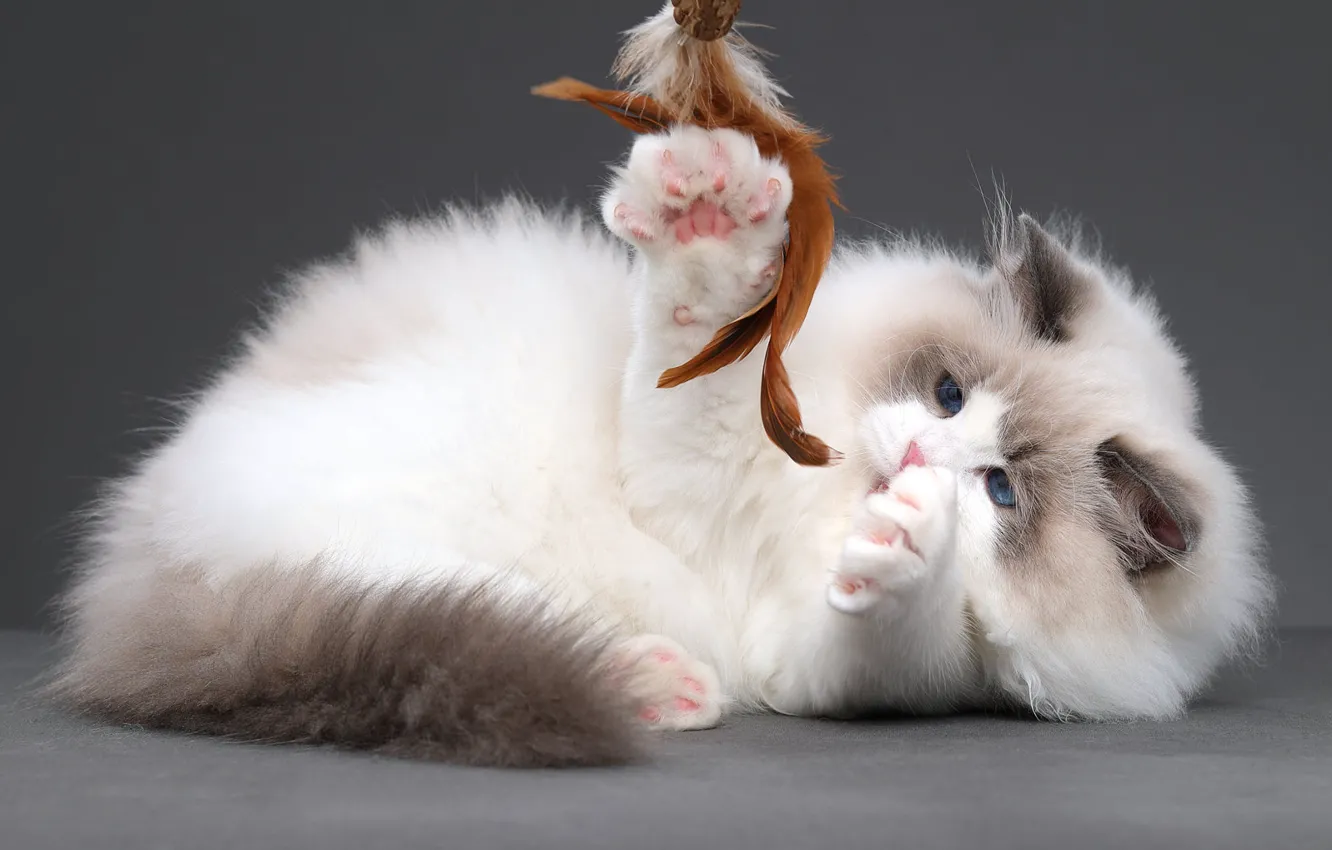 Photo wallpaper cat, cat, pose, toy, the game, legs, feathers, lies