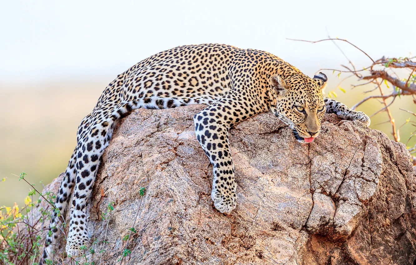 Photo wallpaper language, face, nature, pose, stones, predator, paws, leopard