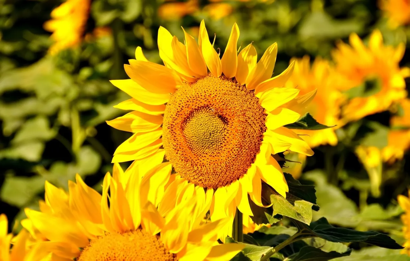 Photo wallpaper summer, sunflowers, Sunny