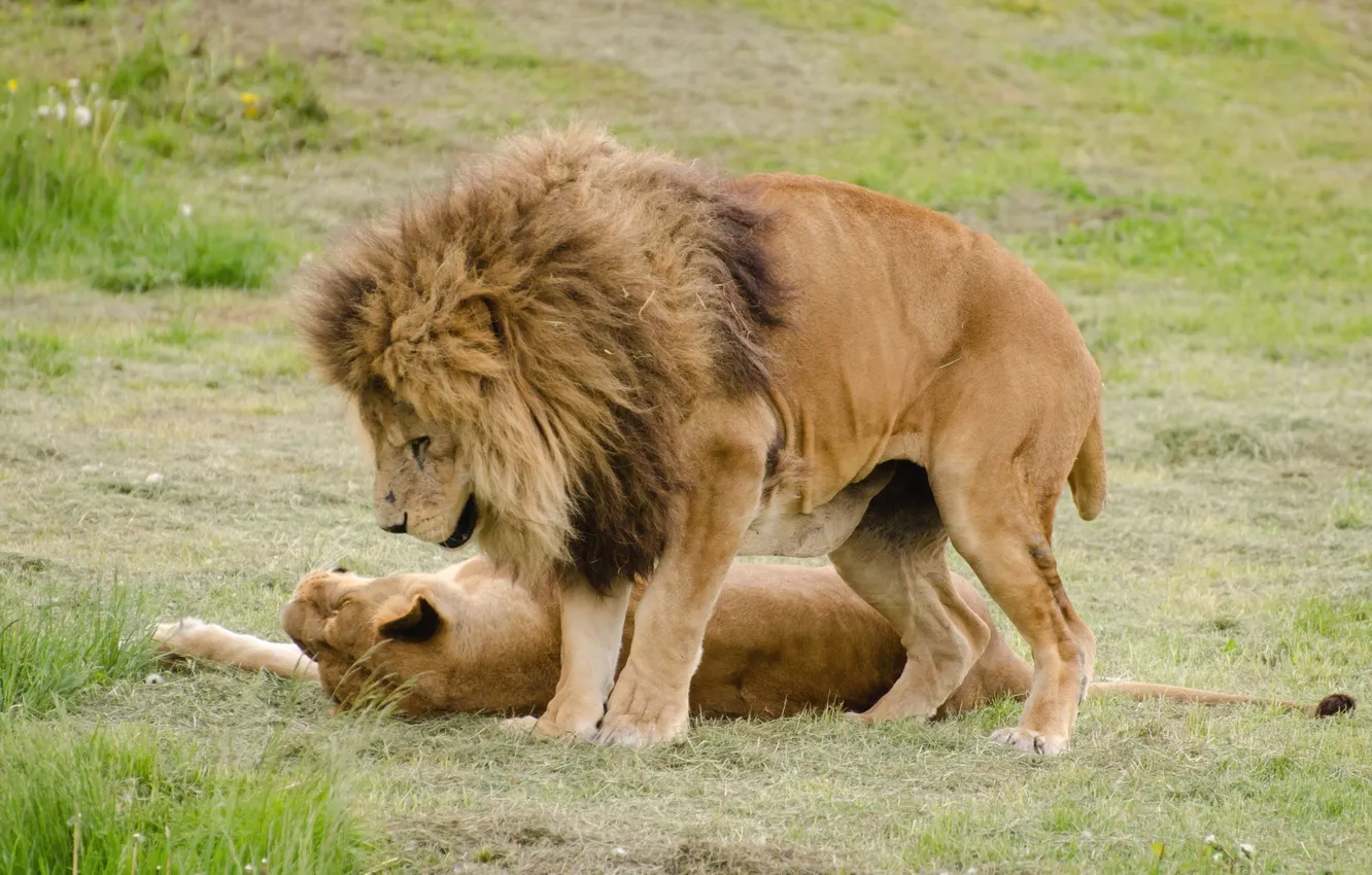 Photo wallpaper love, animal, Africa, Lions, big cats, liones, India.
